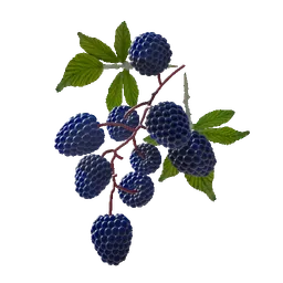 Blackberry