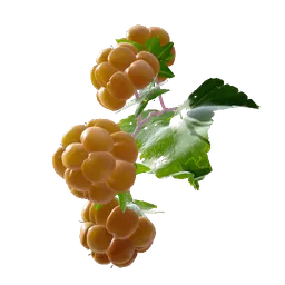 Cloudberry