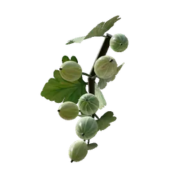 Gooseberry