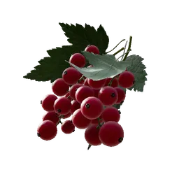 Red Currant