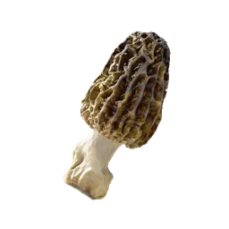 Morel
