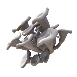 Oyster Mushroom