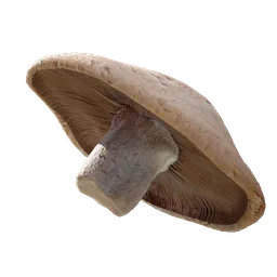 Porcini