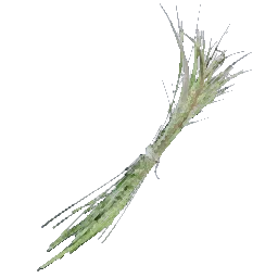 Barley Stalks