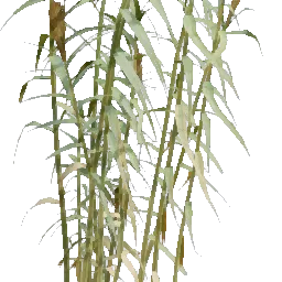 Reed
