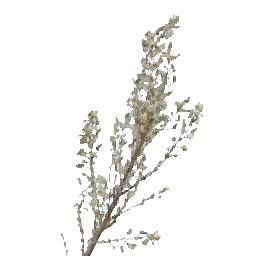 Starwort