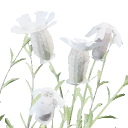 Bladder Campion