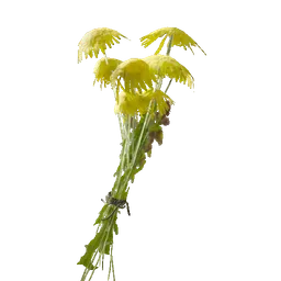 Dandelion