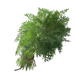 Fennel