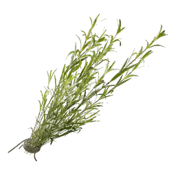 Rosemary