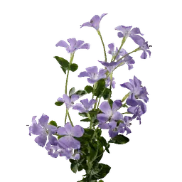 Periwinkle