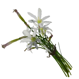 Rain Lily