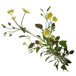 Sow Thistle